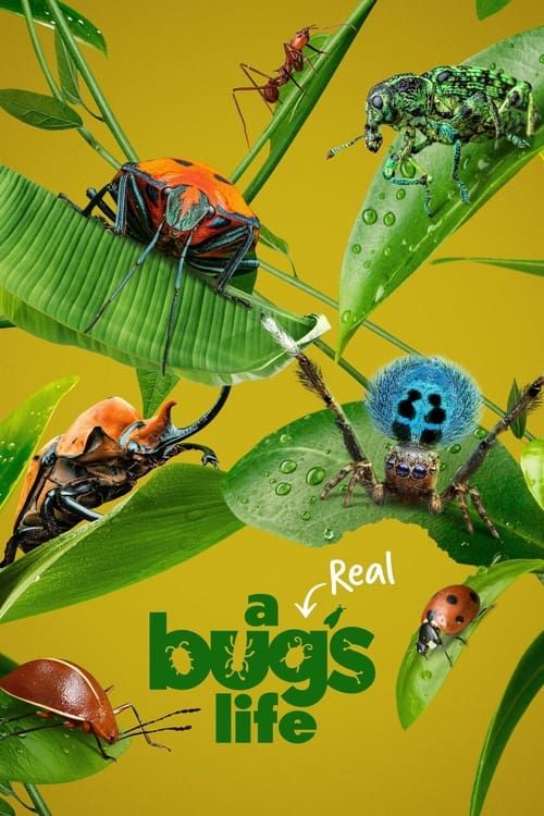 A Real Bug’s Life : 2.Sezon 3.Bölüm